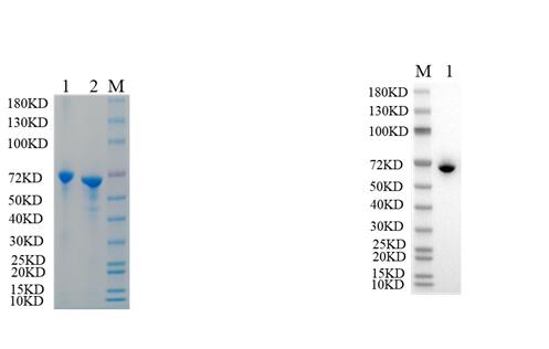 Reducing 12% SDS-PAGE and WB analysis profile of purified Bacillus anthracis spores groL antigen<br />1. BSA<br />2. Bacillus anthracis spores groL antigen